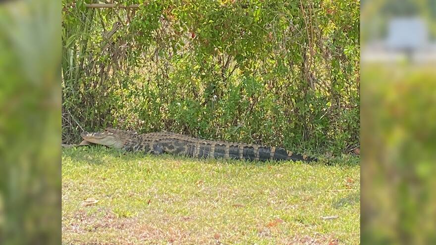 Caimán que perseguía a clientes de un restaurante fue capturado por la Policía