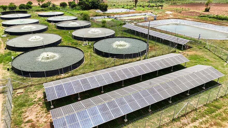 Piscicultura y agricultura, dos sectores socioeconómicos que impulsa Prodeco