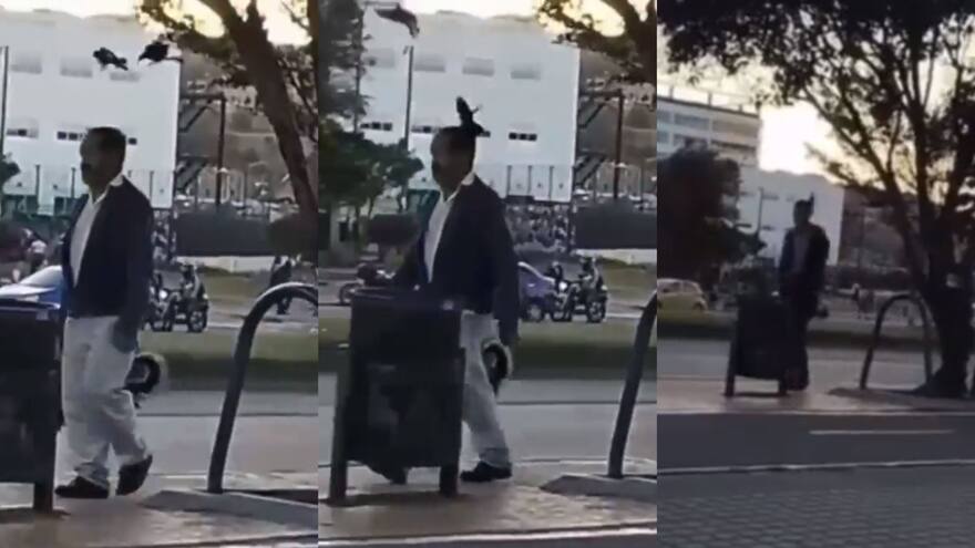 Palomas atacan a las personas que caminan cerca a su nido en Bogotá