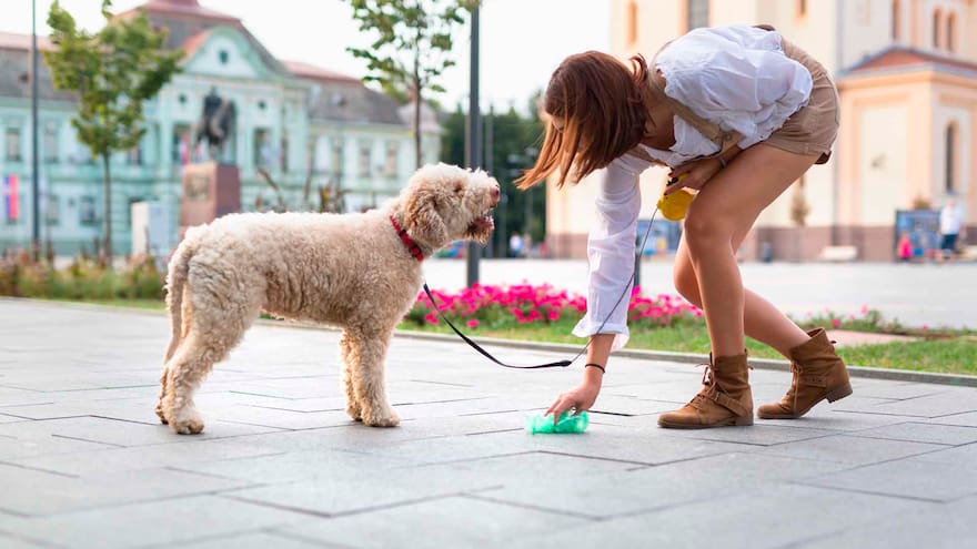 Heces de perro y su impacto en la biodiversidad