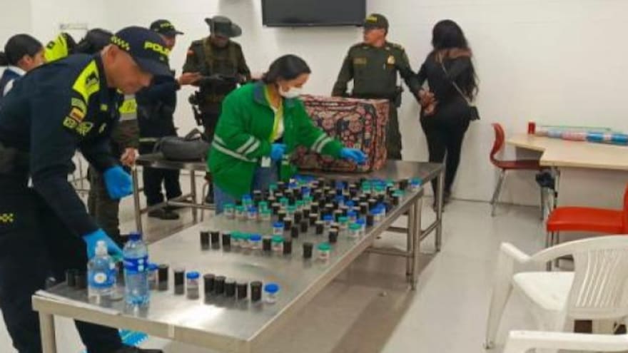 Capturan a extranjera que intentaba sacar de Colombia 130 ranas en peligro de extinción