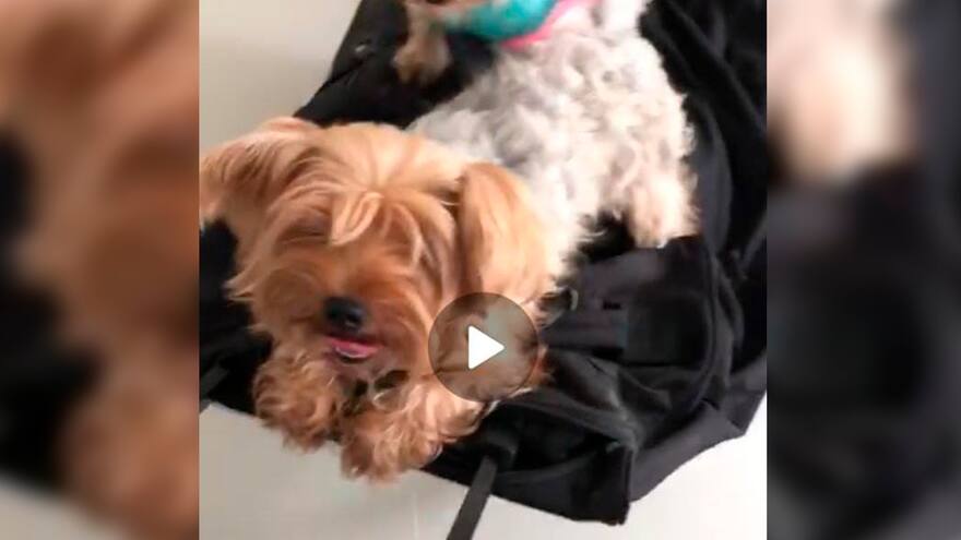 Mascotas Wasapea | ‘Chuvy’ se extravió en el barrio Betania