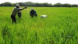 La Procuraduría indaga presuntas irregularidades en el proyecto ‘Ruta del Arroz’ en la Mojana