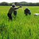 La Procuraduría indaga presuntas irregularidades en el proyecto ‘Ruta del Arroz’ en la Mojana