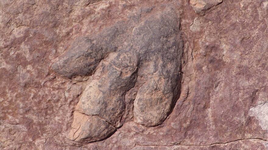 En Brasil descubrieron reptil que daría pistas del origen de los dinosaurios