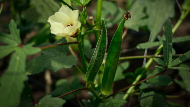 La Okra: el Oro verde que se cultiva en el Atlántico