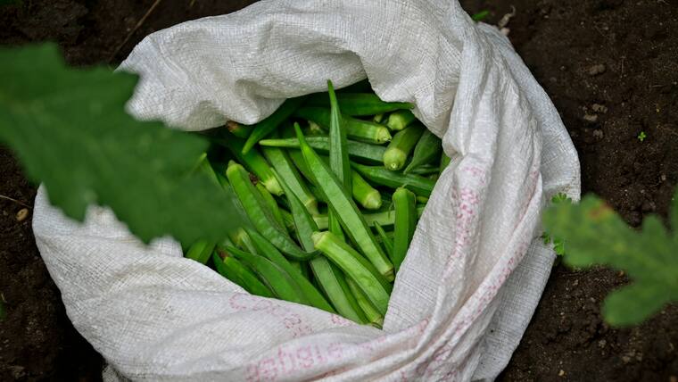 La Okra: el Oro verde que se cultiva en el Atlántico