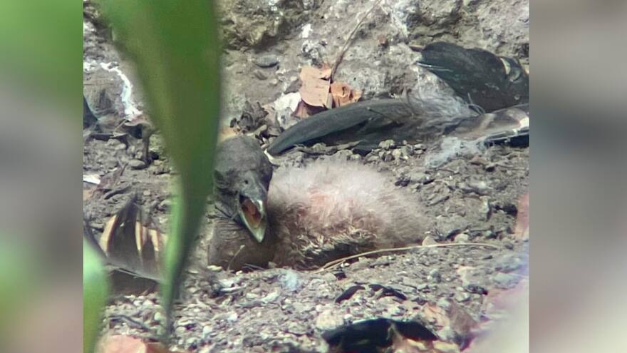 Nació polluelo de cóndor de los andes que está en peligro de extinción