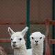 Anticuerpo de la alpaca combate variantes brasileña, británica y sudafricana