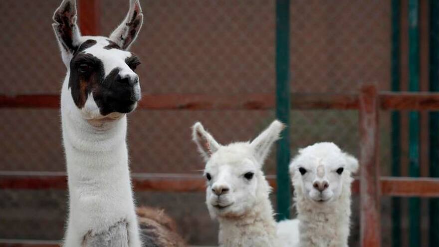 Anticuerpo de la alpaca combate variantes brasileña, británica y sudafricana