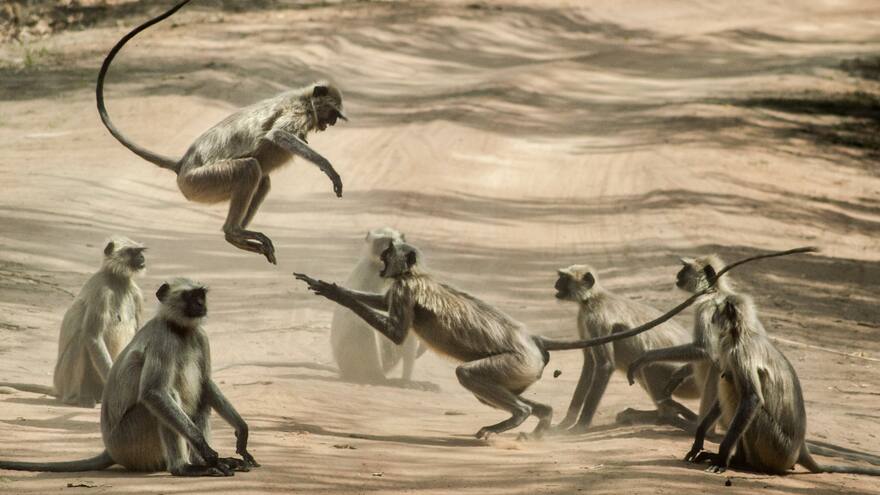Video: Así es la banda de monos que asaltan celulares y gafas de los turistas en la India, según mostró un colombiano