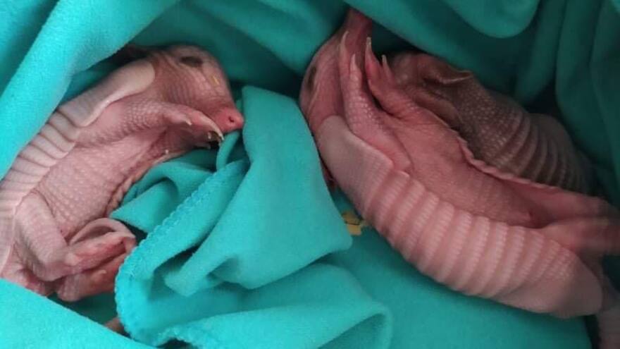 Rescatan crías de armadillo que estuvieron al borde de la muerte