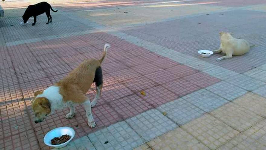 Comunidad en Bellavista, angustiada por desaparición de perro discapacitado