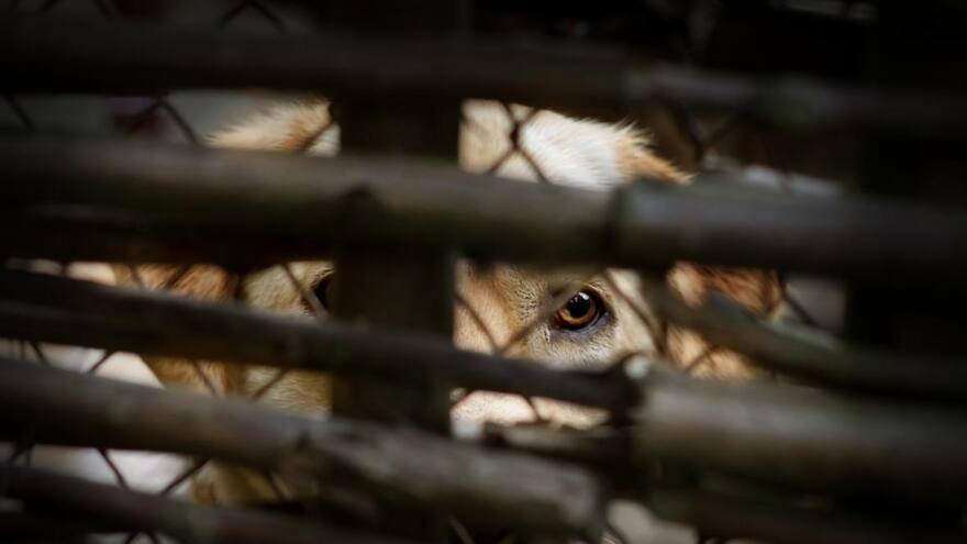 Encuentran 146 perros muertos en casa de refugio canino en Estados Unidos