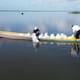 Con siembra de 200 mil bocachicos recuperan especies nativas en embalse del Guájaro