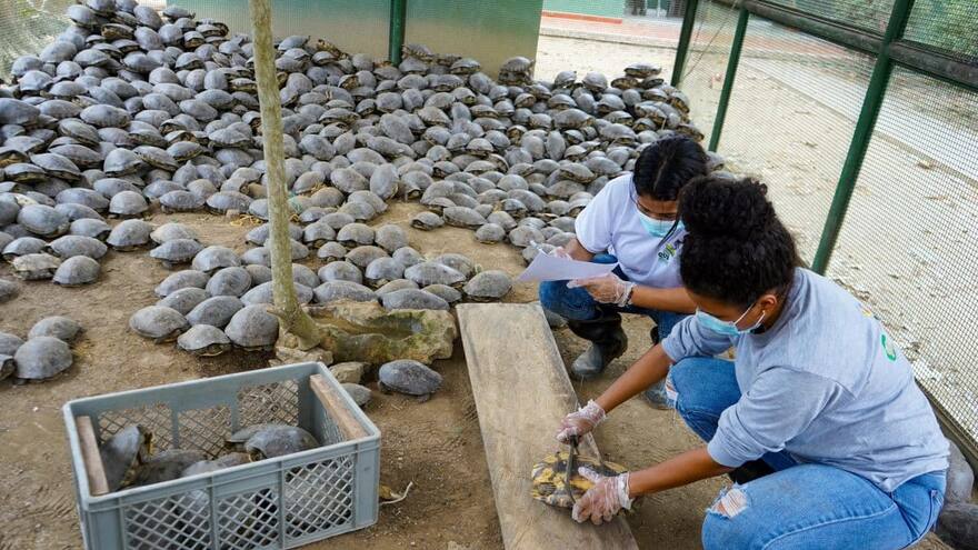 Rehabilitan más de mil hicoteas incautadas por la Policía en Córdoba