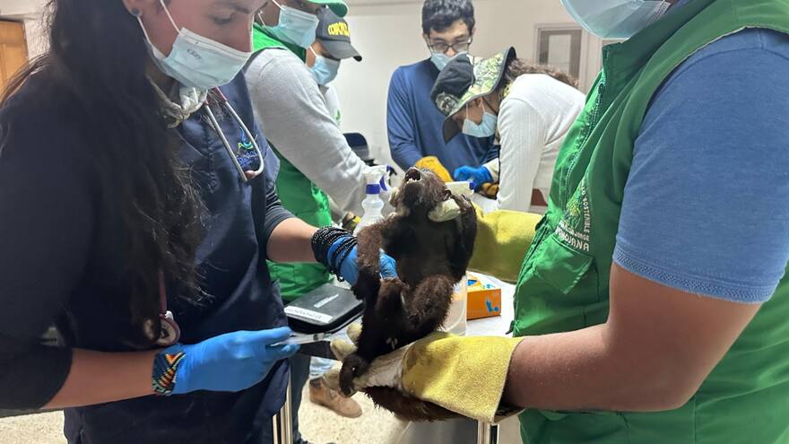 Rescatan 11 monos aulladores de las inundaciones de la Mojana