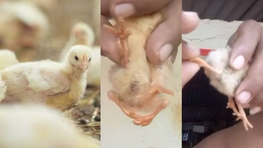 Video: Pollo nació con cuatro patas en el municipio de Moñitos, Córdoba. ¿Por qué pasa esto?