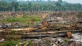 Día Internacional de los Bosques: un millón y medio de hectáreas destruidas en Amazonía en la última década