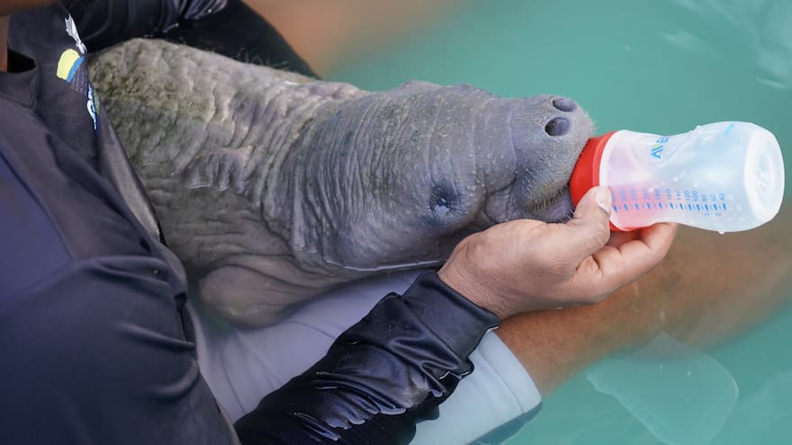 Murió Esperanza, manatí neonata rescatada en la Ciénaga Grande del Bajo Sinú