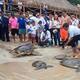 30 tortugas y 2 tiburones regresaron al mar de Santa Marta en Día de los Océanos