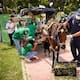 Cien vehículos de tracción animal dejarán las calles