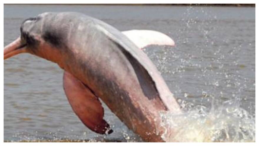 Todas las especies de delfines de agua dulce están en peligro de extinción