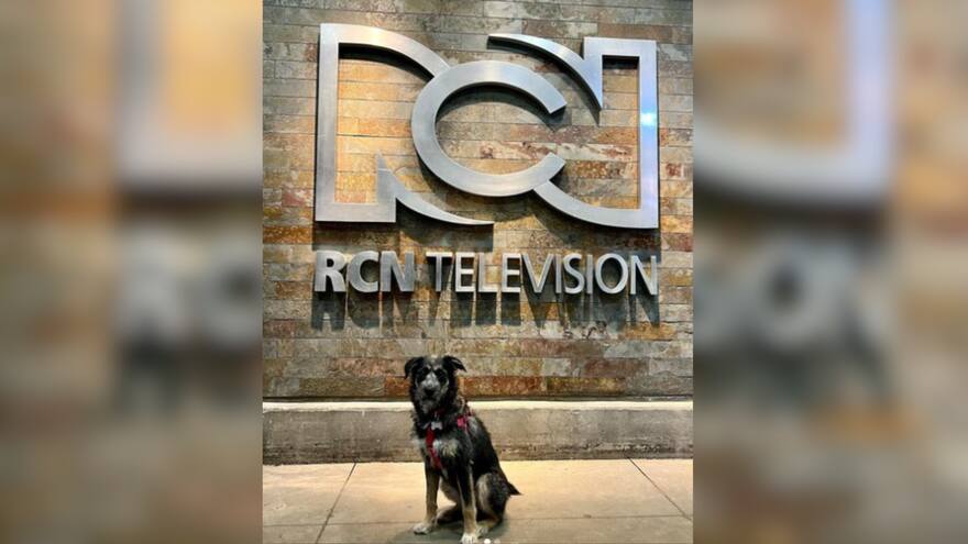 Conozca a ‘Dua Lipa’, la perrita adoptada que ahora es una estrella en la TV