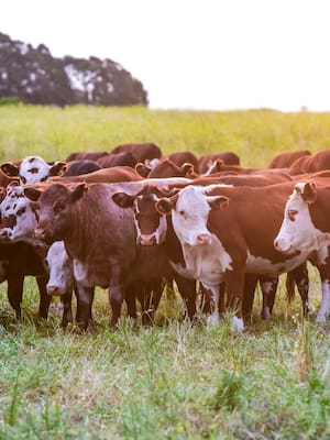 Trazabilidad ganadera: ¡Por fin!