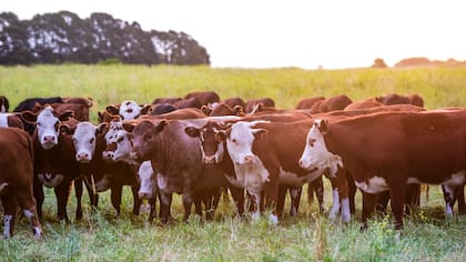 Trazabilidad ganadera: ¡Por fin!