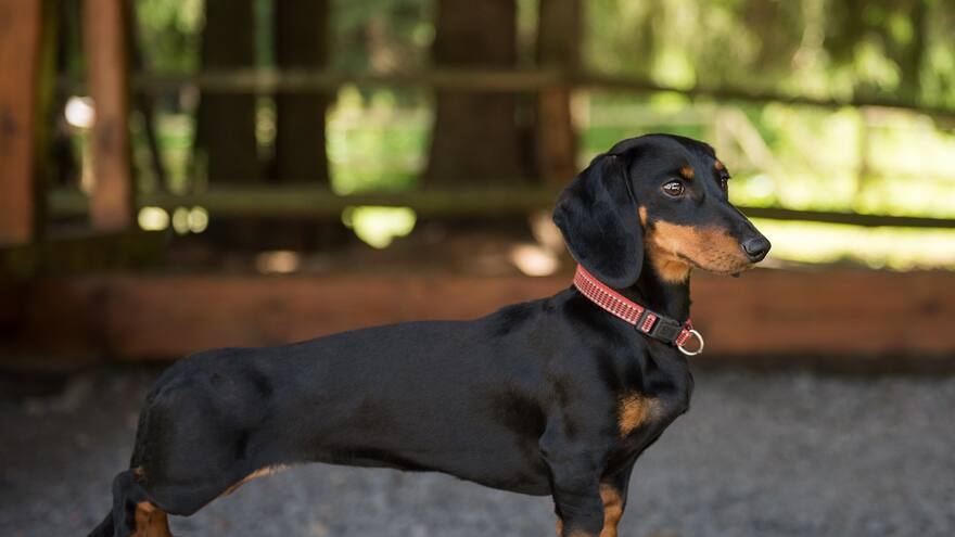 Tips para combatir el dolor de espalda en las mascotas