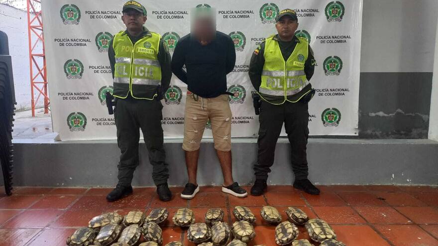 Capturan a hombre que transportaba 26 tortugas hicoteas en Tuchín