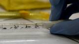 Mosquitos podrían portar y transmitir zika y chikunguña a la vez, según estudio
