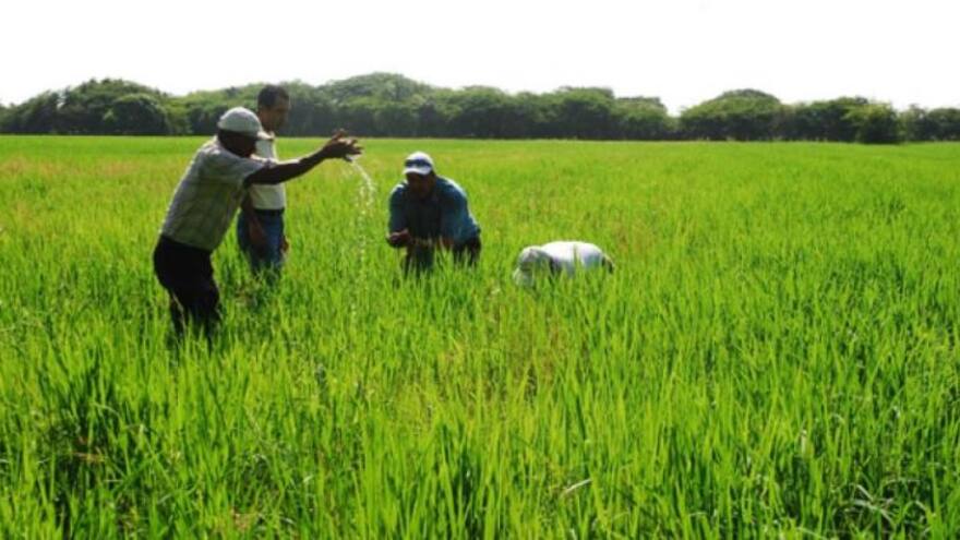 Cae satélite de Google en finca arrocera de Huila