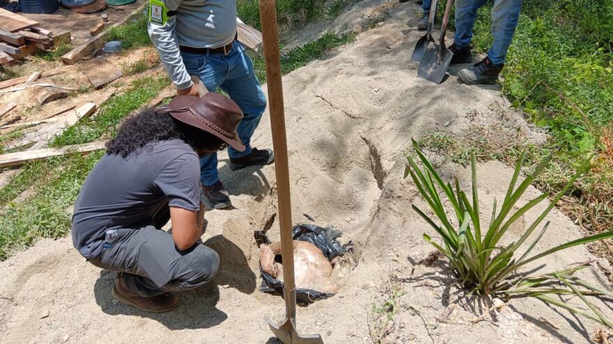 Cesar: inician investigación por muerte de un león de montaña