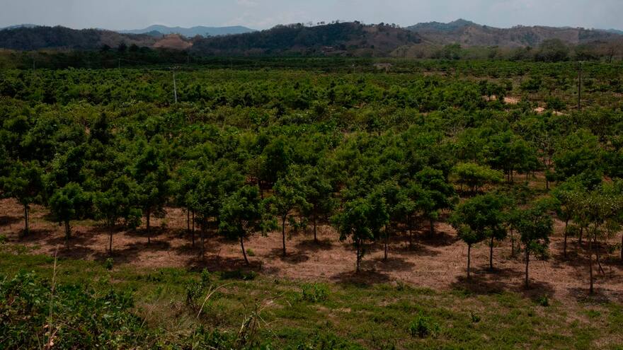 Colombia plantará este martes cinco millones de árboles durante la Gran Sembratón