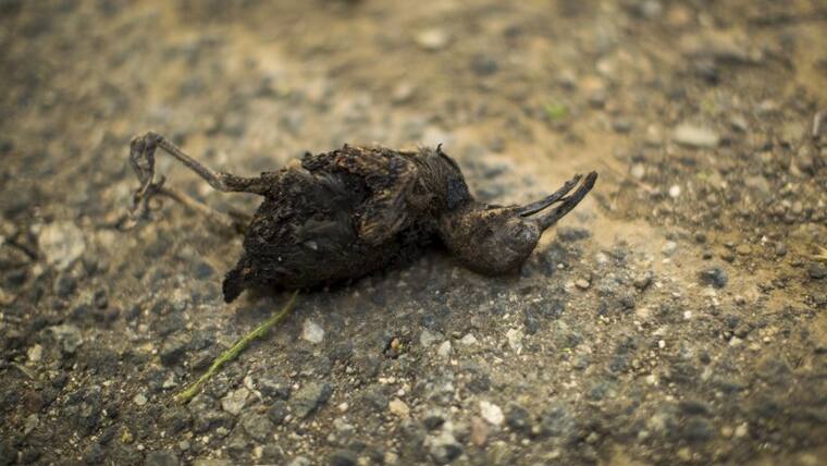 Fast-Spreading Hill Fire Forces Evacuations In California's Ventura County