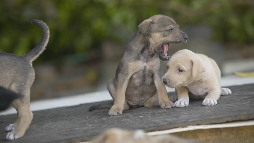 Hay Festival Cartagena: habrá un conversatorio sobre la tenencia responsable de animales