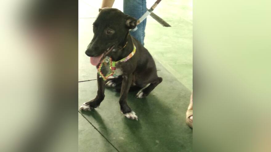 Bruno, el perro que murió por el ruido de la pólvora en Santa Marta