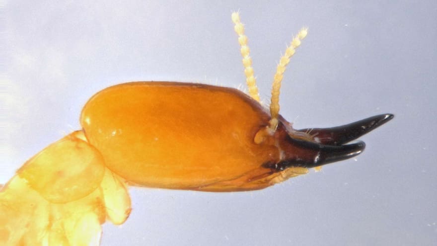 Identifican una nueva especie de termita en el Caribe