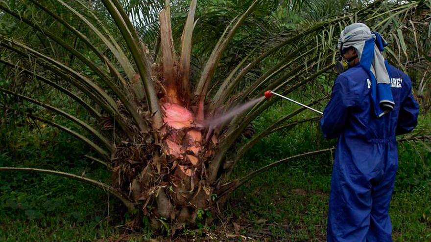 Colombia tiene el 2% de la producción internacional de palma