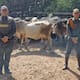 La Policía recuperó 14 reses que habían sido hurtadas en Codazzi