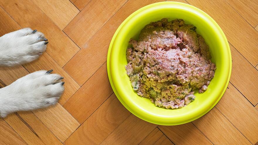 ¿Qué beneficios tiene darle a su perro o gato comida húmeda?