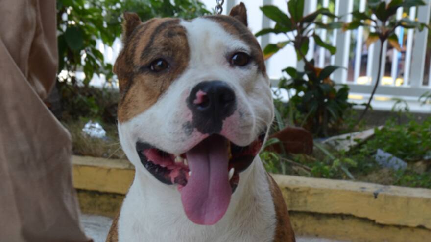 Nápoles pedirá ADN de los perros para multar a quien no recoja las heces