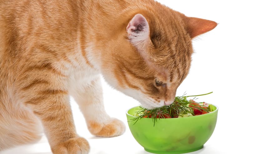 Beneficios para animales de una dieta a base de alimentos crudos