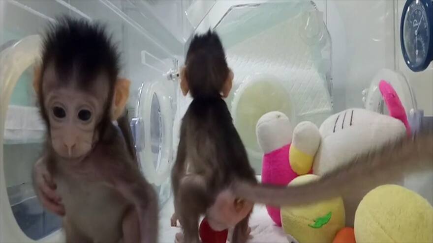 El mundo en un vistazo | Clonan los primeros monos con método de la oveja Dolly
