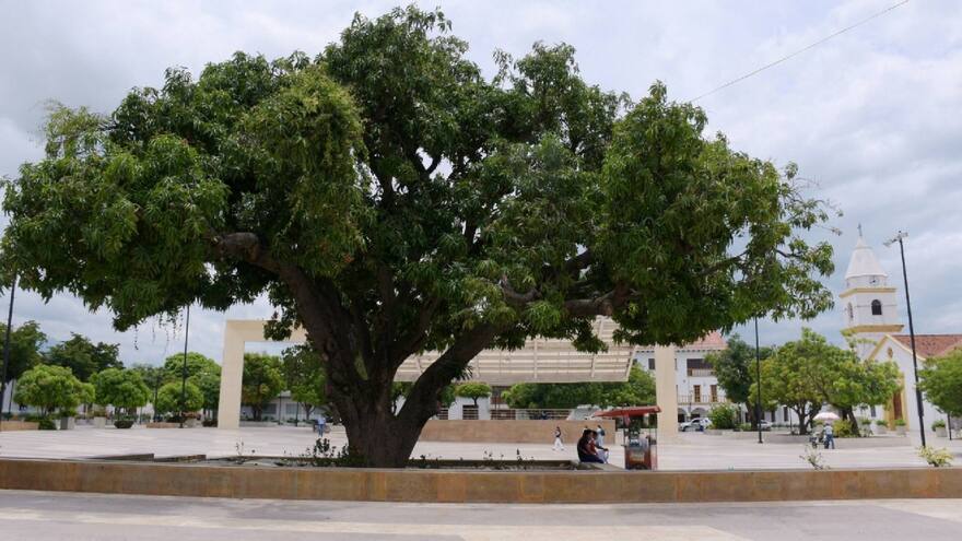 Cesar: Palo de mango de la plaza Alfonso López de Valledupar cumplió 85 años