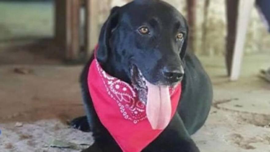 Confirman investigación por brutal muerte de un perro en Chinú, Córdoba