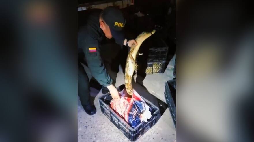 Detienen a tres sujetos que transportaban 1.048 babillas en vías de Sucre