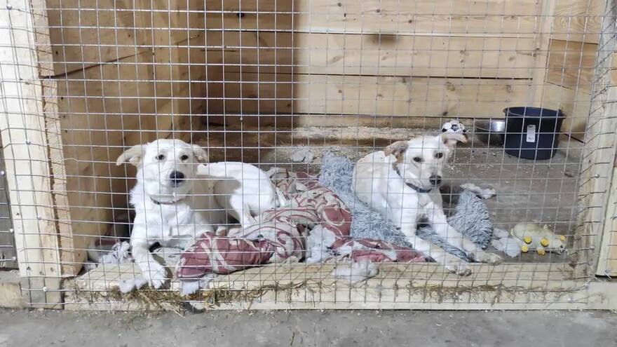 Animales del frente ucraniano son rescatados en Leópolis